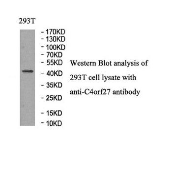 HPF1 Rabbit Polyclonal Antibody