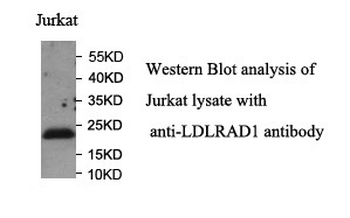 LDLRAD1 Rabbit Polyclonal Antibody