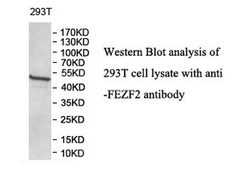 FEZF2 Rabbit Polyclonal Antibody