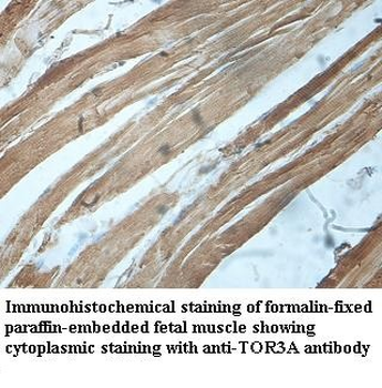 TOR3A Rabbit Polyclonal Antibody