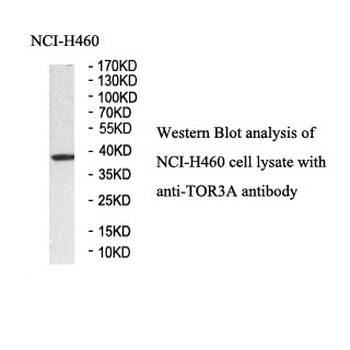 TOR3A Rabbit Polyclonal Antibody