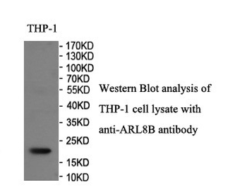 ARL8B Rabbit Polyclonal Antibody