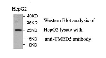 TMED5 Rabbit Polyclonal Antibody