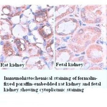 Caspase 3 Rabbit Polyclonal Antibody