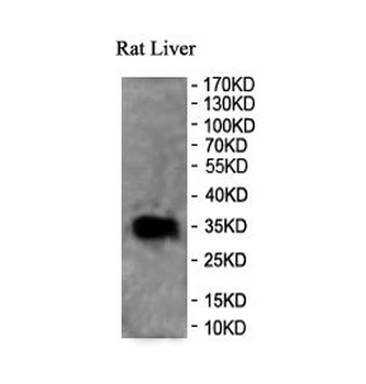 Caspase 3 Rabbit Polyclonal Antibody