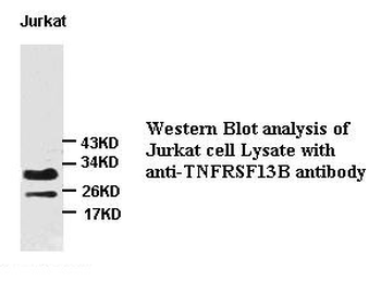 TNFRSF13B Rabbit Polyclonal Antibody