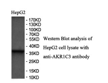 AKR1C3 Rabbit Polyclonal Antibody