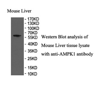 AMPK1 Rabbit Polyclonal Antibody
