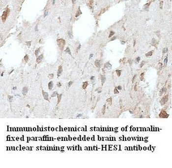 HES-1 Rabbit Polyclonal Antibody