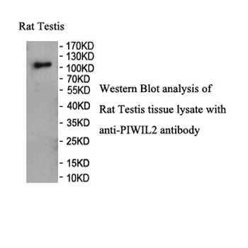 PIWIL2 Rabbit Polyclonal Antibody