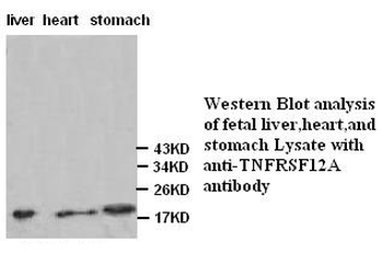 TNFRSF12A Rabbit Polyclonal Antibody