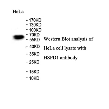 Hsp60 Rabbit Polyclonal Antibody