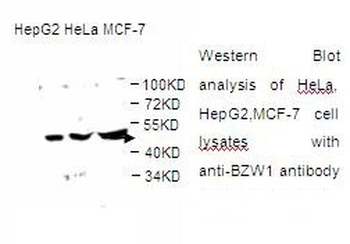 BZW1 Rabbit Polyclonal Antibody