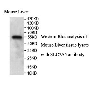 4F2LC Rabbit Polyclonal Antibody
