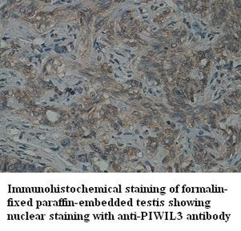 PIWIL3 Rabbit Polyclonal Antibody