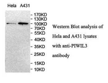PIWIL3 Rabbit Polyclonal Antibody