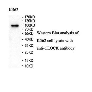 CLOCK Rabbit Polyclonal Antibody