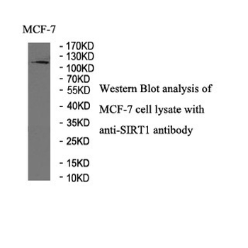 SIRT1 Rabbit Polyclonal Antibody