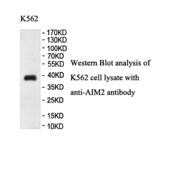 AIM2 Rabbit Polyclonal Antibody