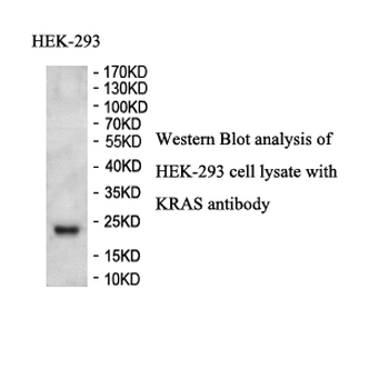 K-ras Rabbit Polyclonal Antibody