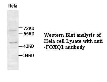 FOXQ1 Rabbit Polyclonal Antibody