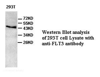 FLT3 Rabbit Polyclonal Antibody