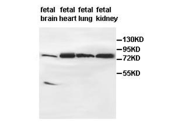 AGAP9 Rabbit Polyclonal Antibody
