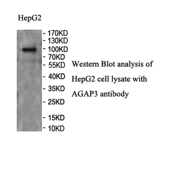 AGAP3 Rabbit Polyclonal Antibody