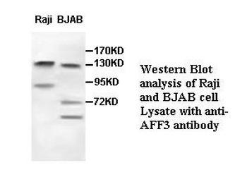 AFF3 Rabbit Polyclonal Antibody