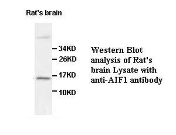 AIF1 Rabbit Polyclonal Antibody