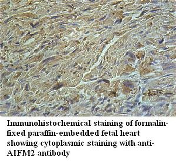 AIFM2 Rabbit Polyclonal Antibody