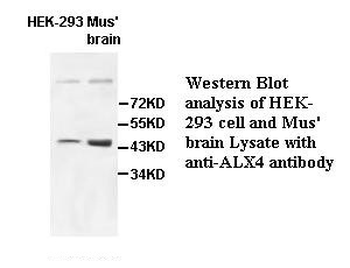 ALX4 Rabbit Polyclonal Antibody