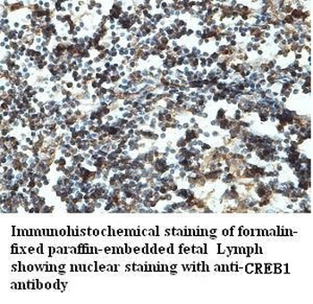 CREB1 Rabbit Polyclonal Antibody