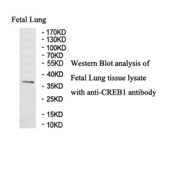 CREB1 Rabbit Polyclonal Antibody