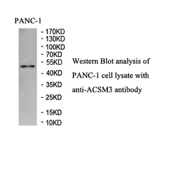 ACSM3 Rabbit Polyclonal Antibody