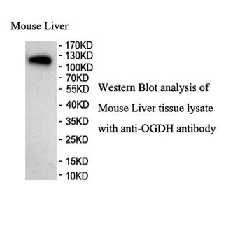 OGDH Rabbit Polyclonal Antibody