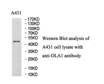 OLA1 Rabbit Polyclonal Antibody