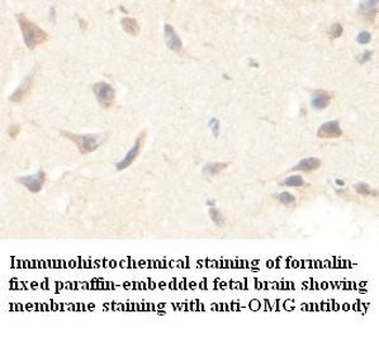 OMG Rabbit Polyclonal Antibody