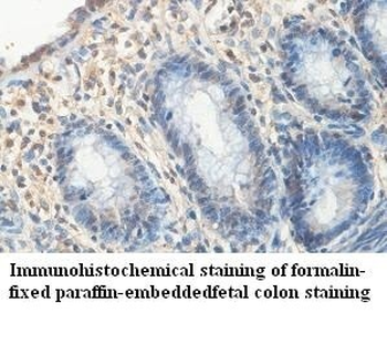 OBFC2A Rabbit Polyclonal Antibody