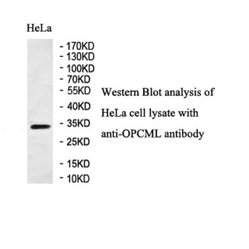 OPCML Rabbit Polyclonal Antibody