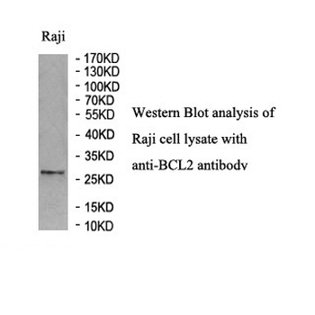 BCL2 Rabbit Polyclonal Antibody