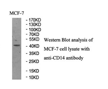 CD14 Rabbit Polyclonal Antibody
