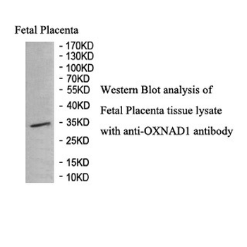 OXNAD1 Rabbit Polyclonal Antibody