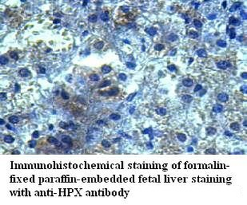 HPX Rabbit Polyclonal Antibody