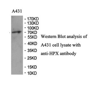 HPX Rabbit Polyclonal Antibody