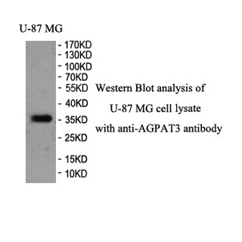 AGPAT3 Rabbit Polyclonal Antibody