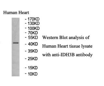IDH3B Rabbit Polyclonal Antibody