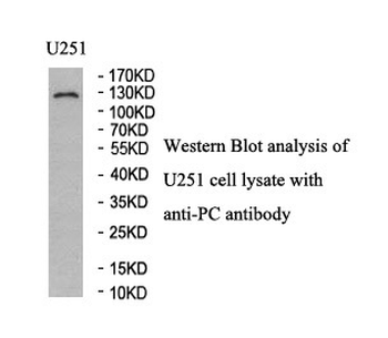 PC Rabbit Polyclonal Antibody