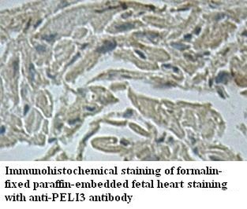 PELI3 Rabbit Polyclonal Antibody