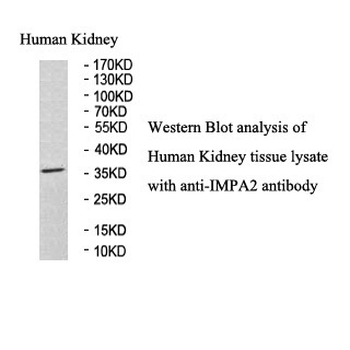 IMPA2 Rabbit Polyclonal Antibody